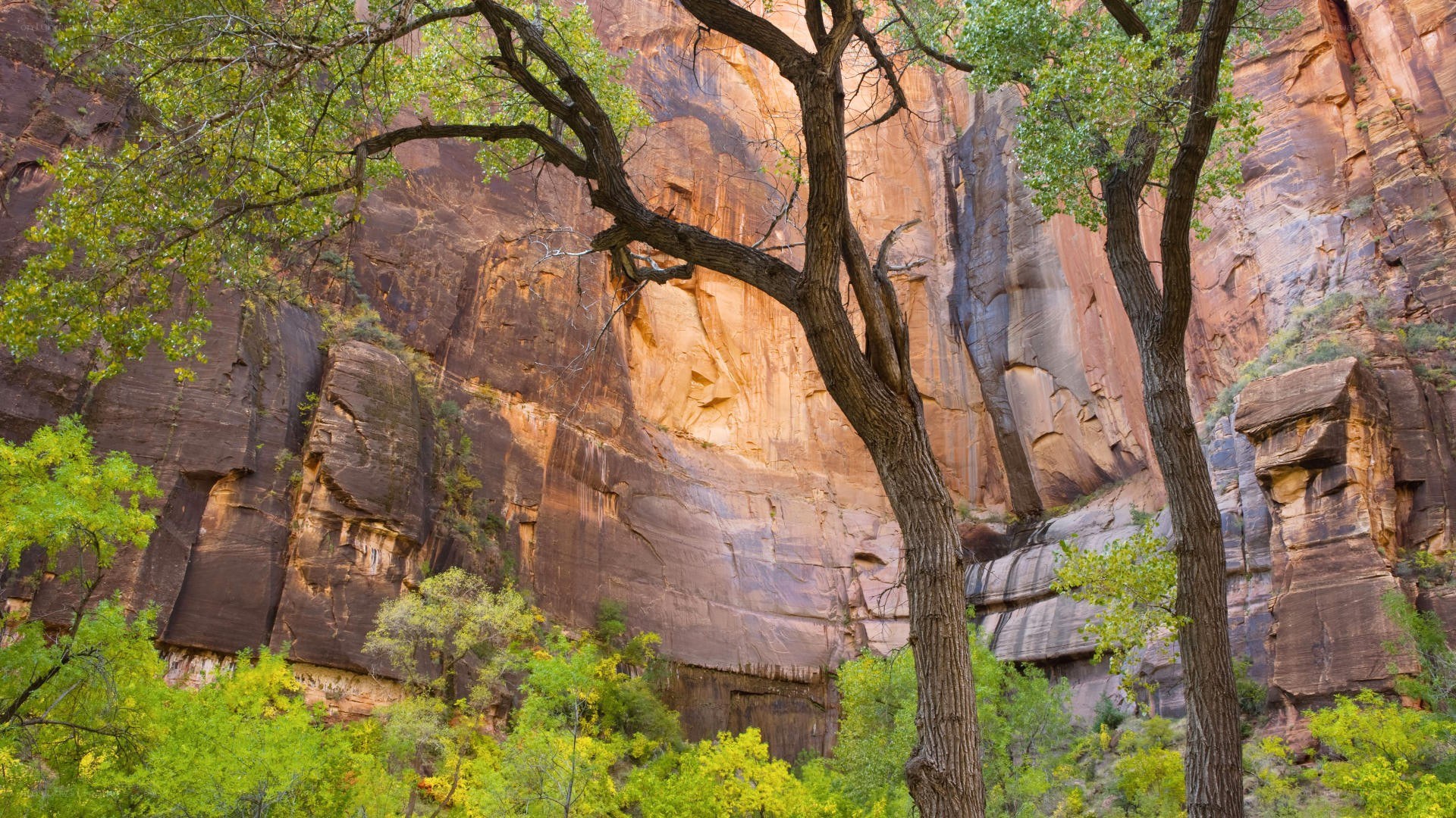 Canyon trees and rock formations