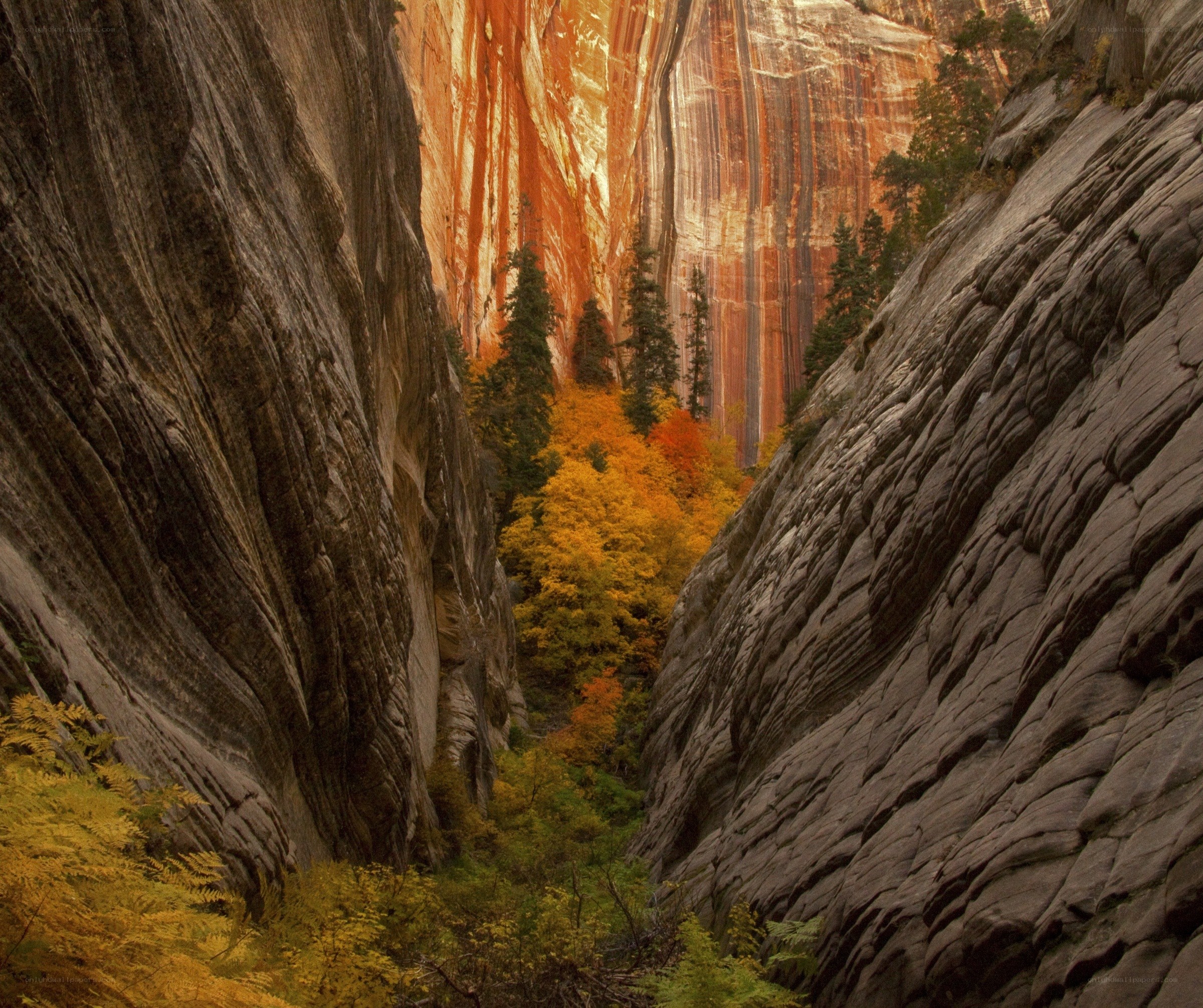 Canyon with autumn foliage