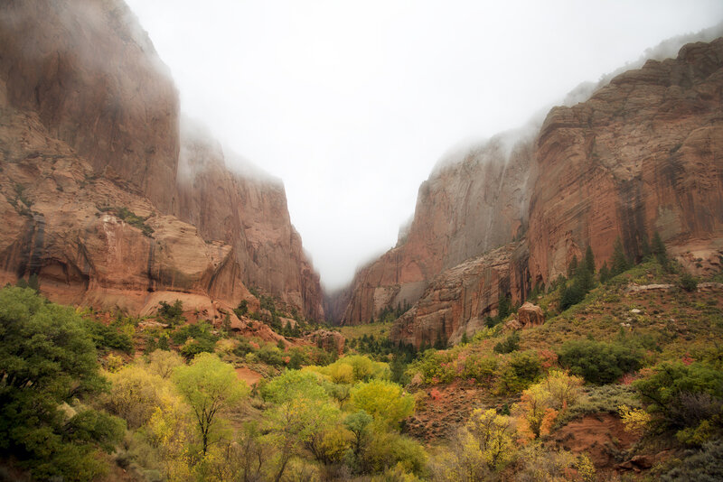 Canyon with Autumn Trees