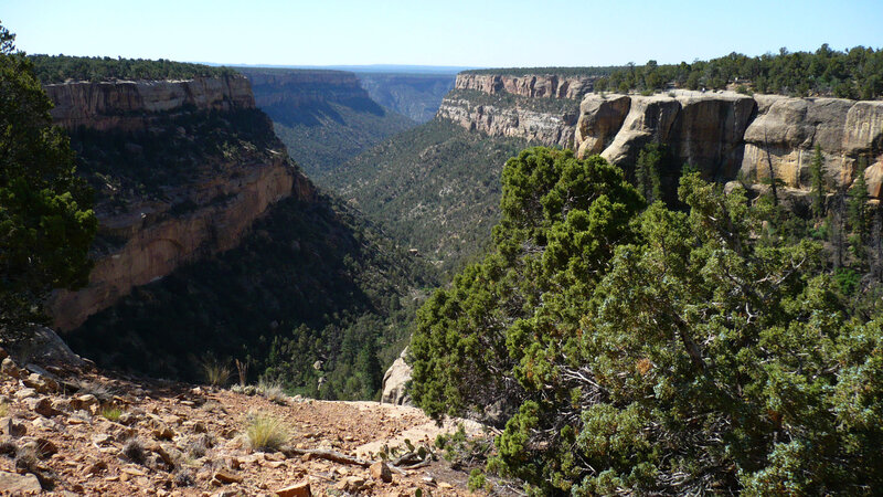 Canyon with Cliffs and Trees