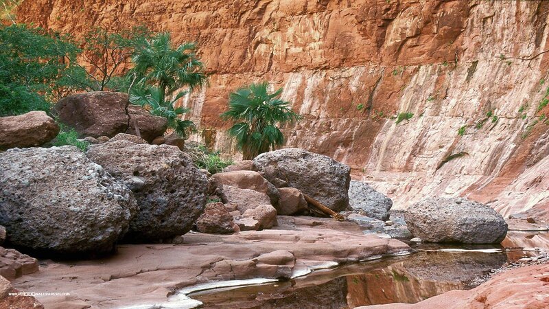 Canyon with Palm Trees