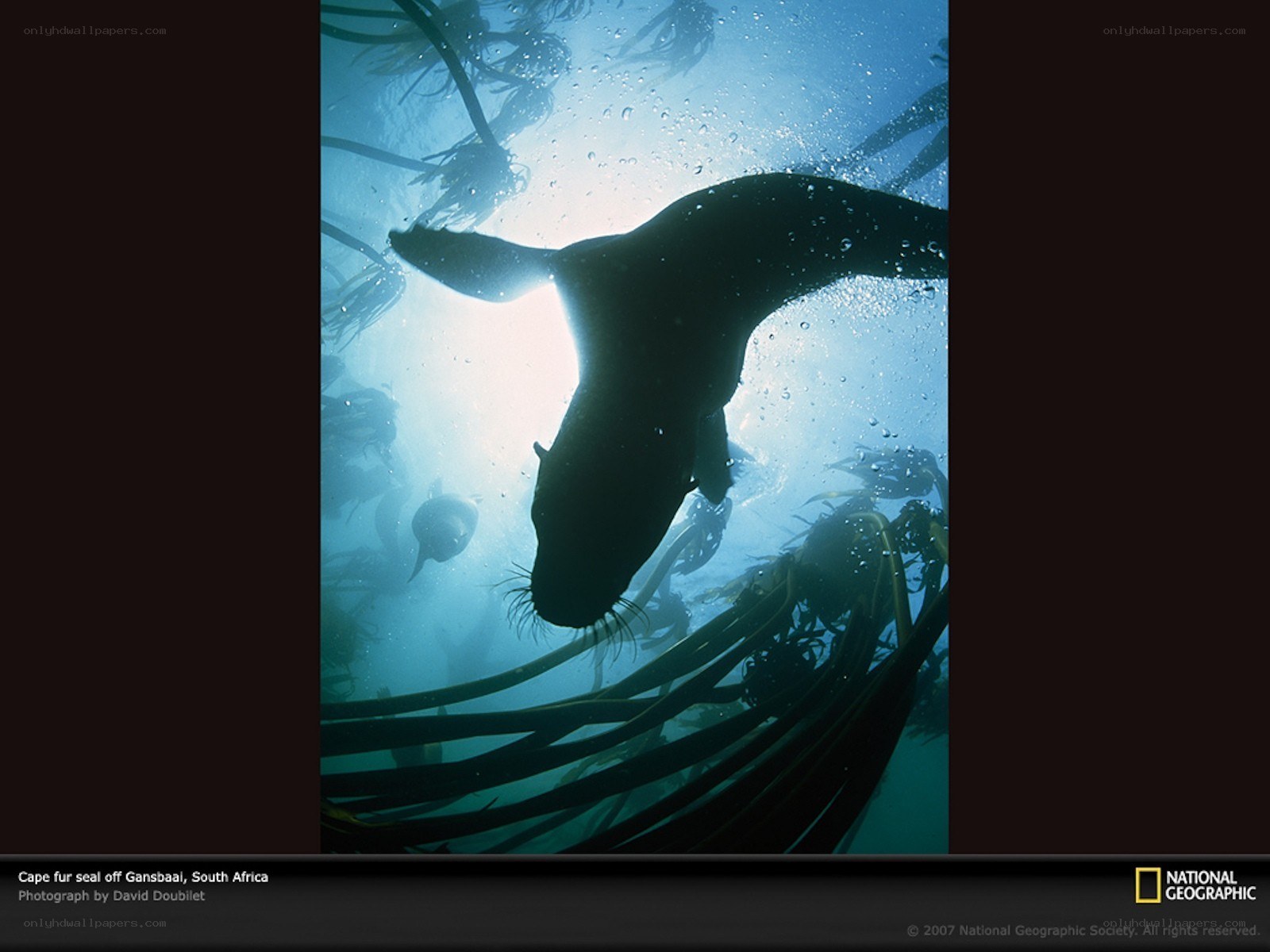 Cape fur seal underwater