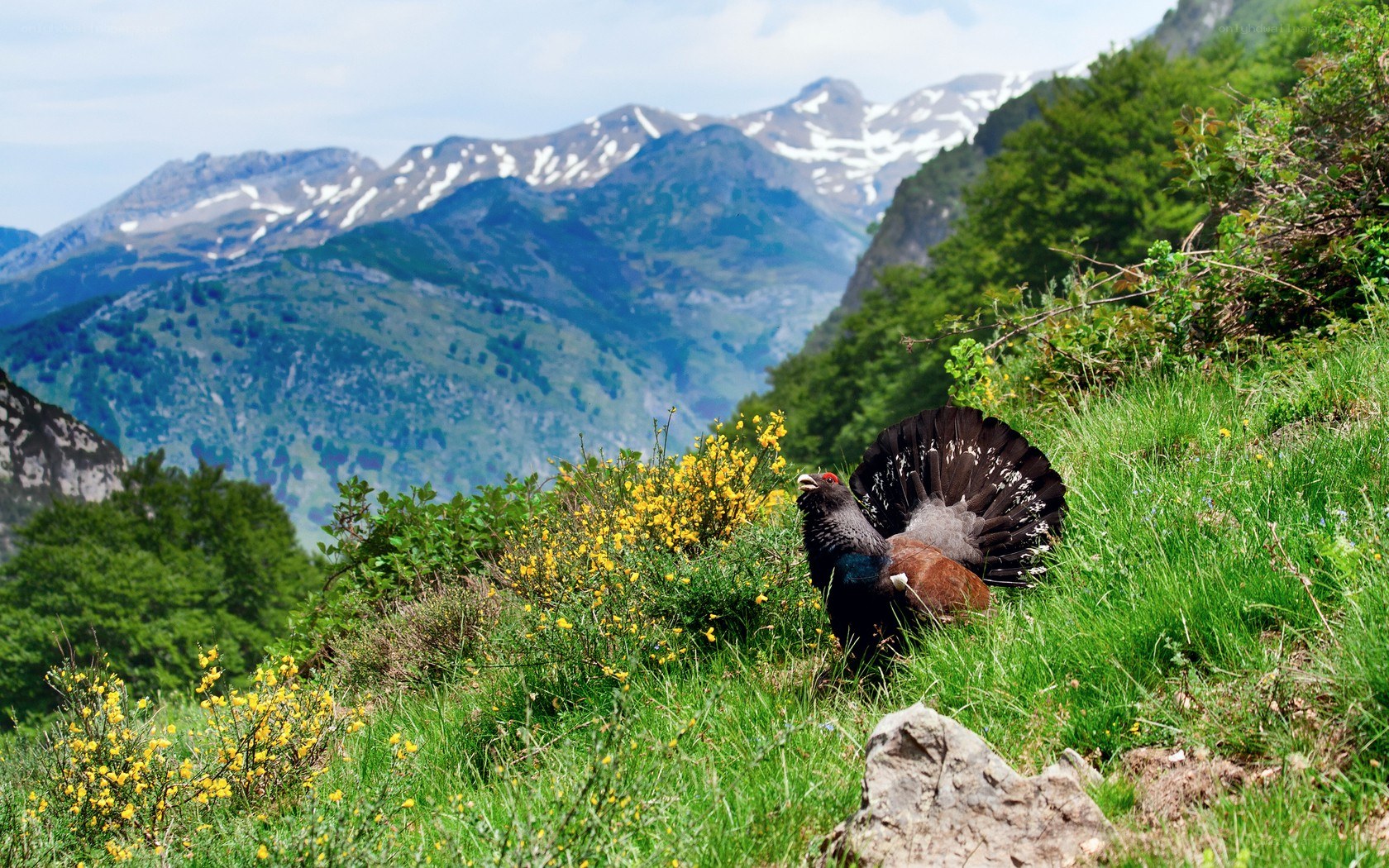 Capercaillie in mountain landscape