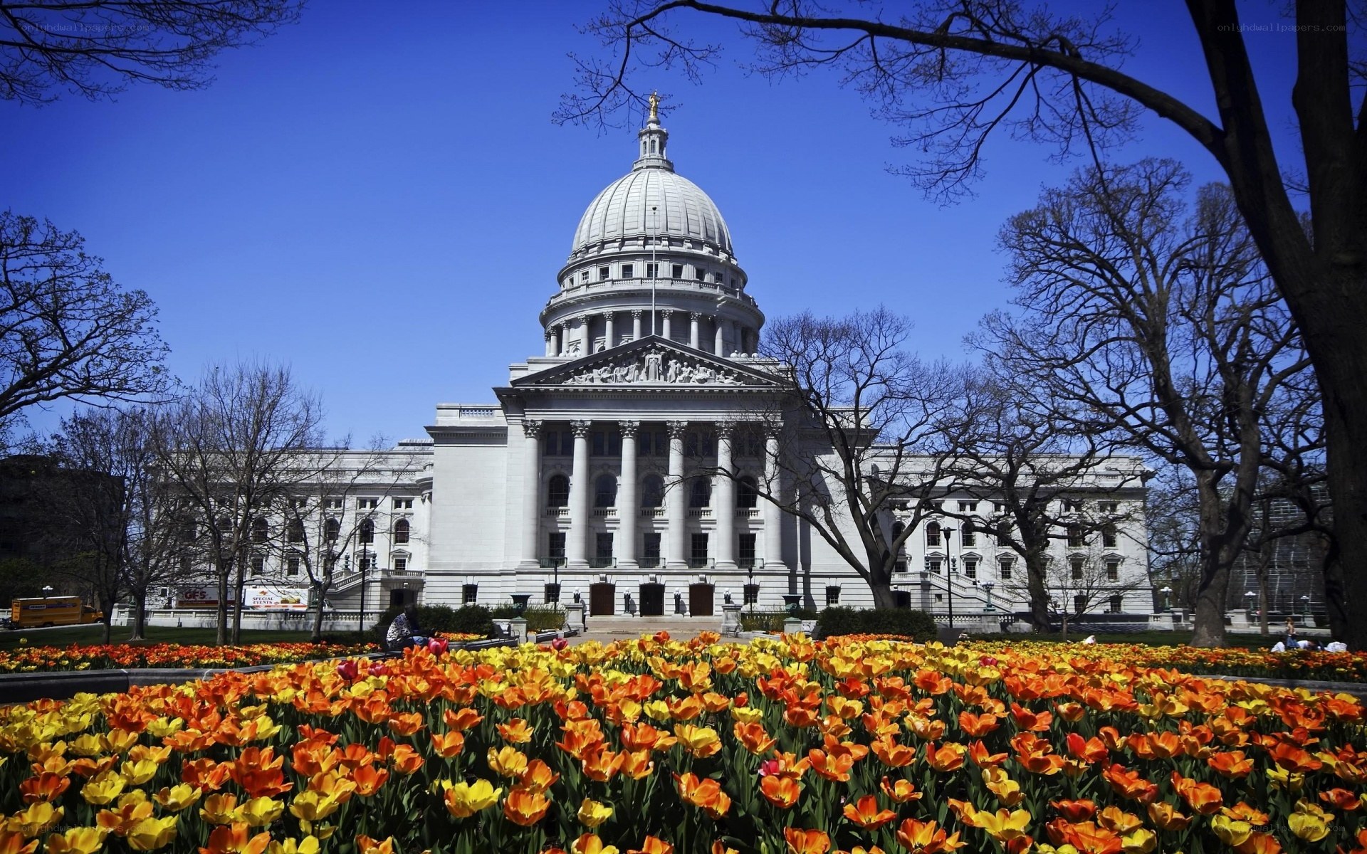 Capitol building with tulips