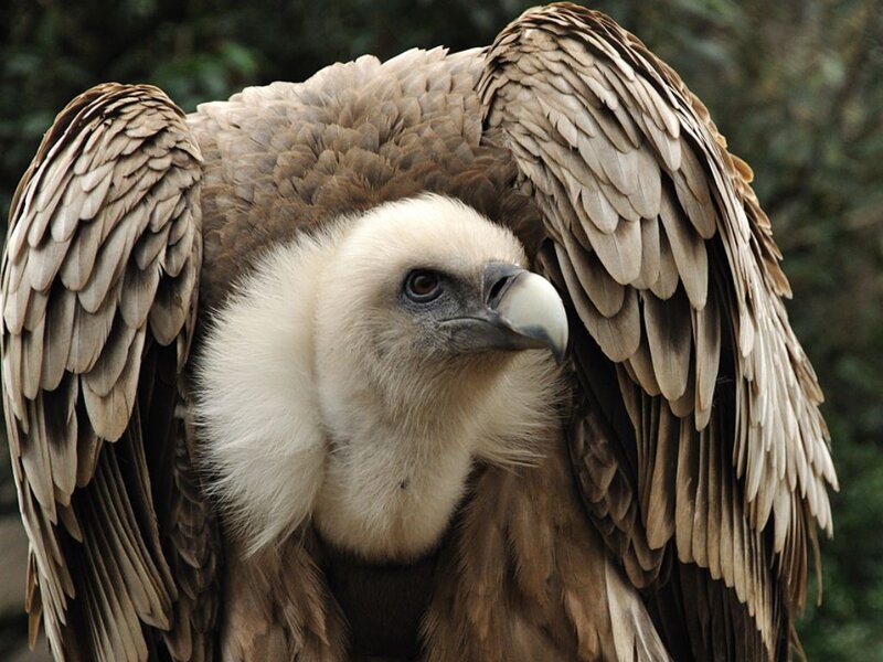 Captive Vulture Bird