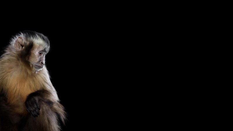 Capuchin Monkey — Black, Dramatic