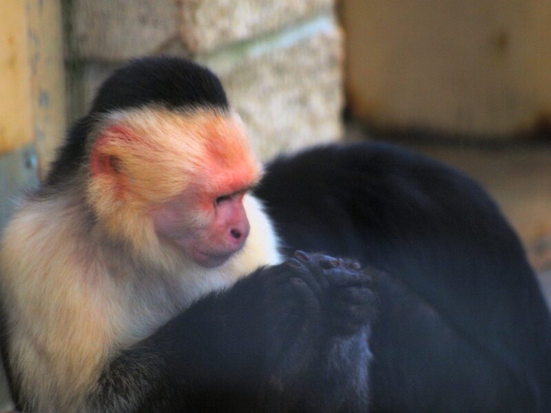 Capuchin Monkey — Black