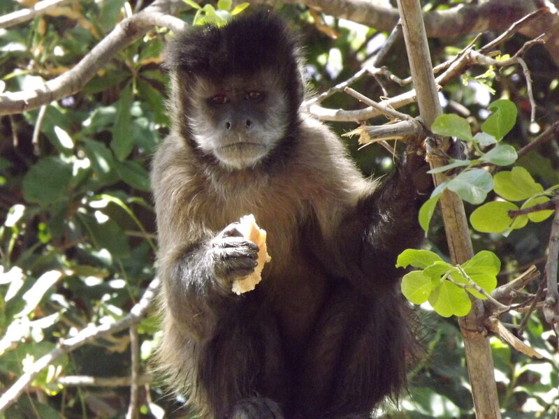 Capuchin Monkey Eating — Green