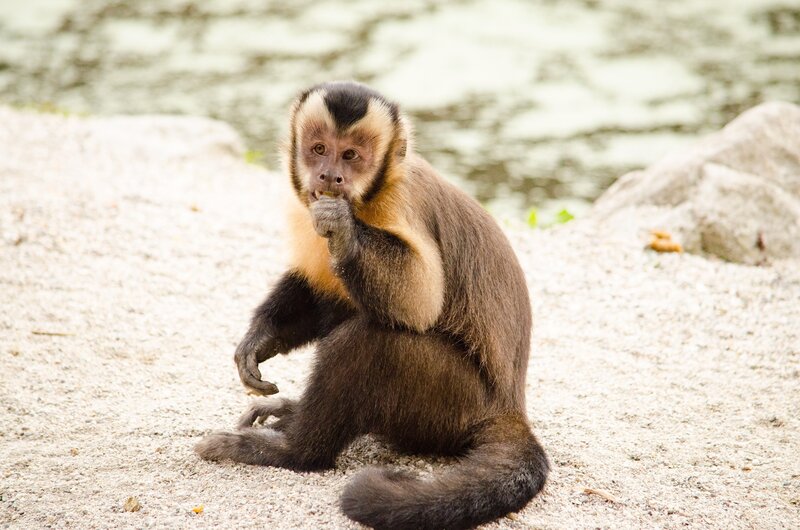 Capuchin monkey eating