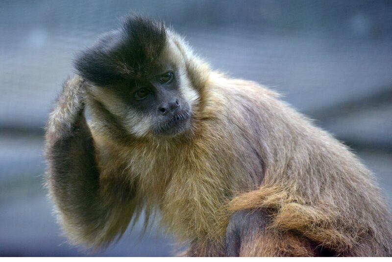 Capuchin monkey grooming