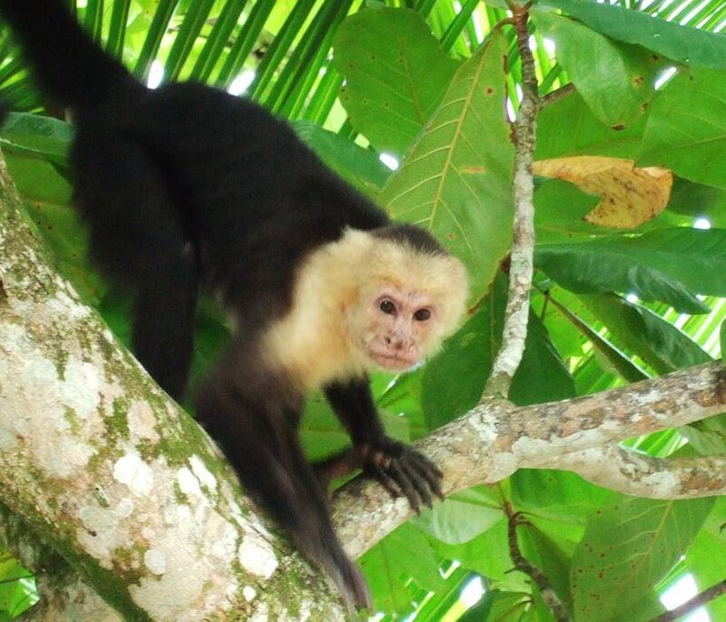 Capuchin monkey in a tree