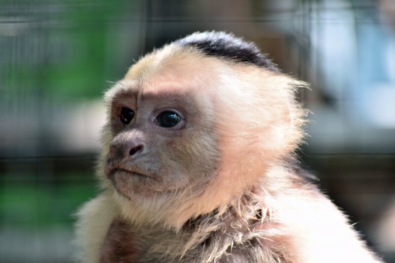 Capuchin monkey in enclosure