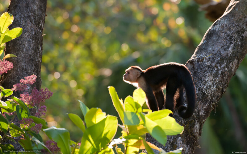 Capuchin monkey in forest