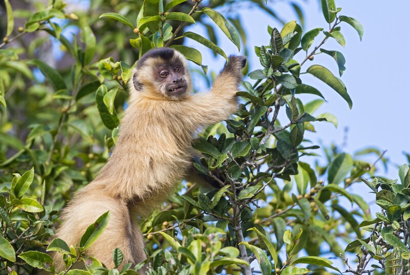 Capuchin Monkey in Tree — Green