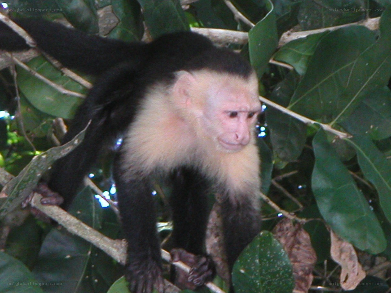 Capuchin monkey in tree