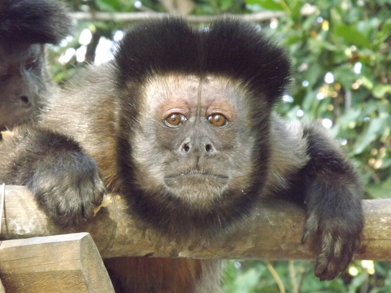 Capuchin Monkey on Branch — Black