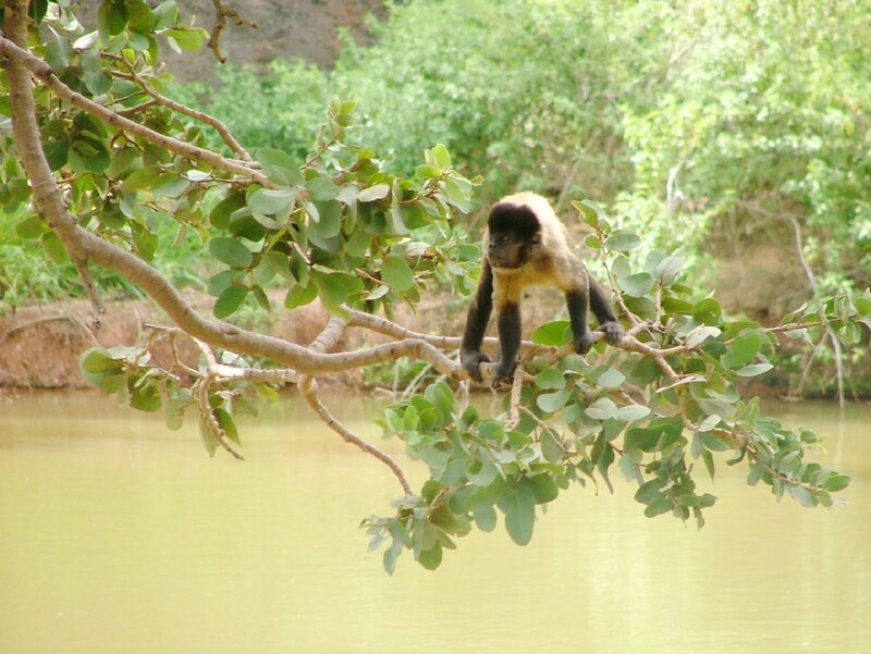 Capuchin Monkey on Branch