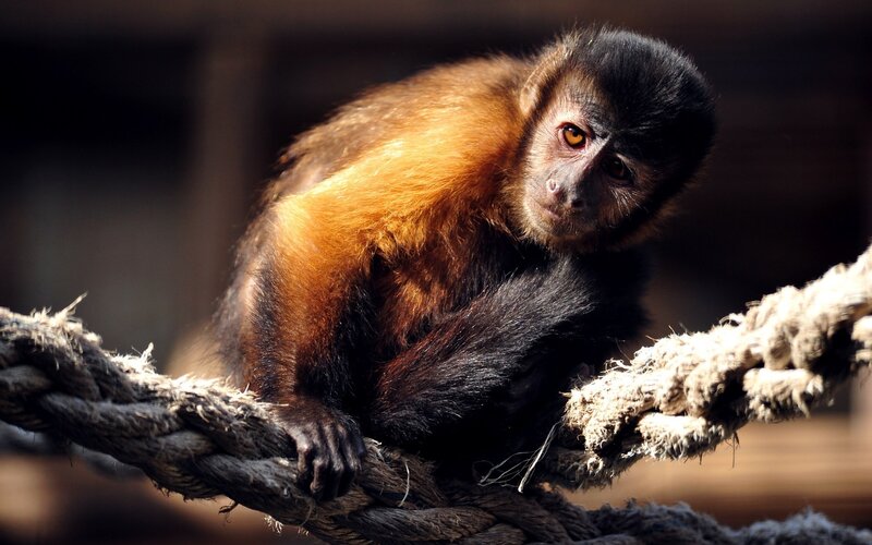 Capuchin Monkey on Rope — Brown