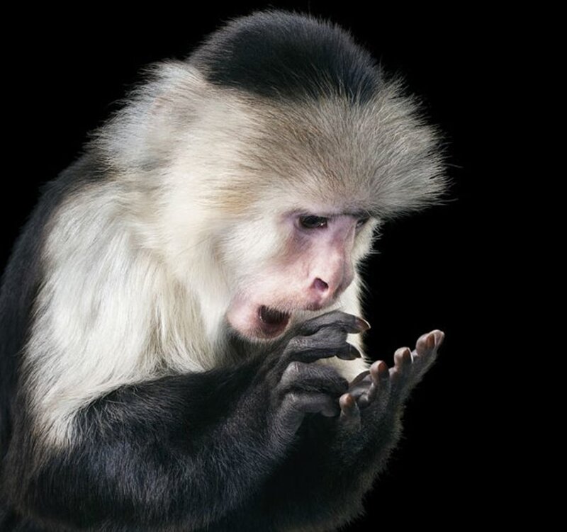 Capuchin Monkey