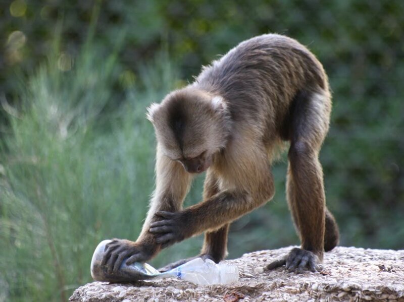 Capuchin Monkey with Bottle