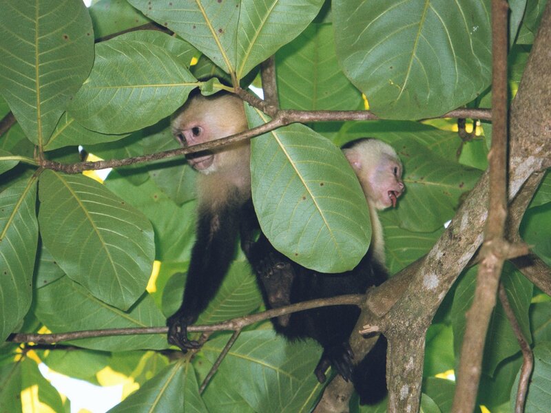 Capuchin monkeys in tree