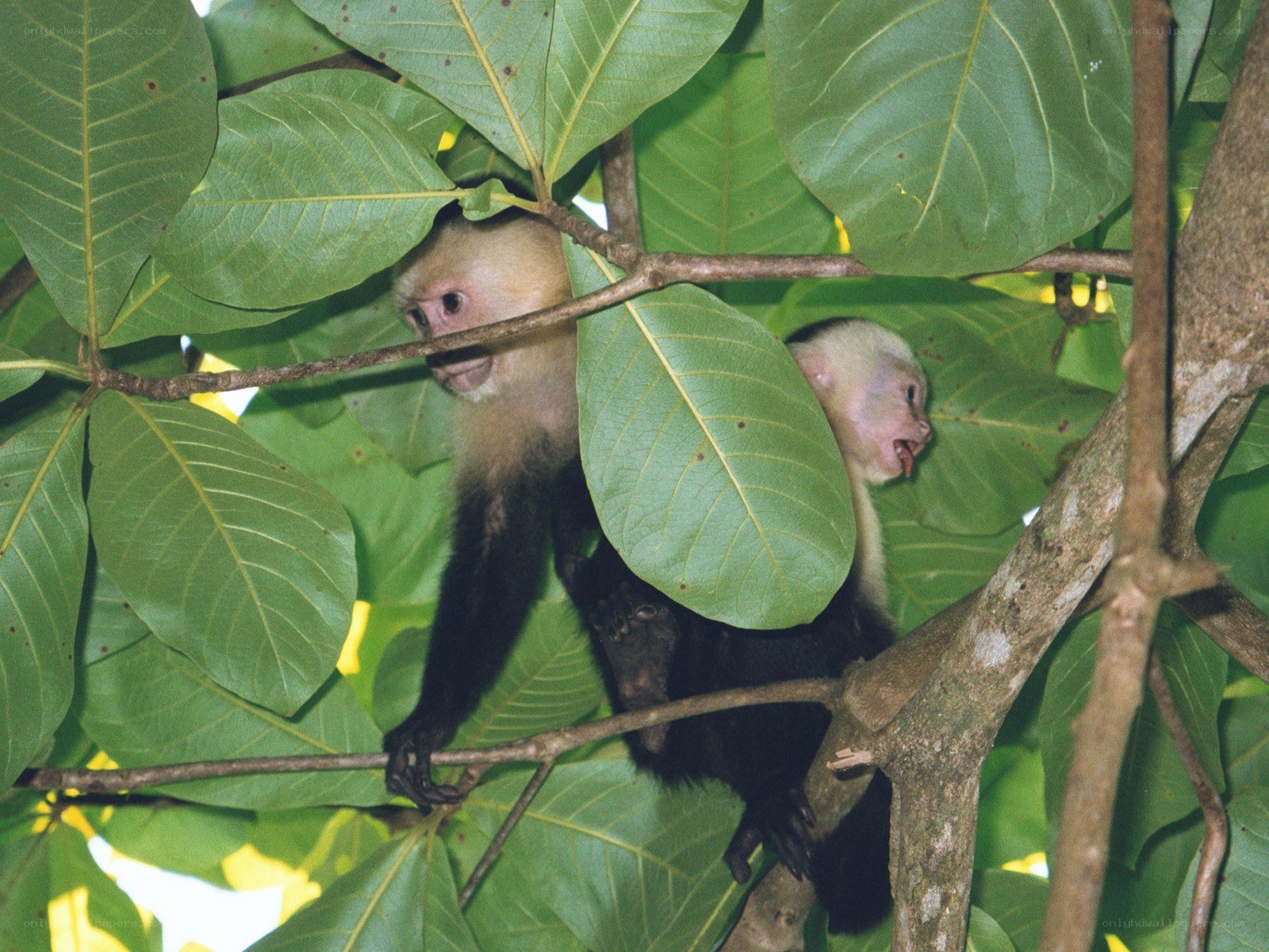Capuchin monkeys in tree