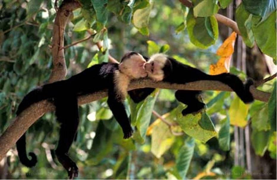 Capuchin monkeys on a branch