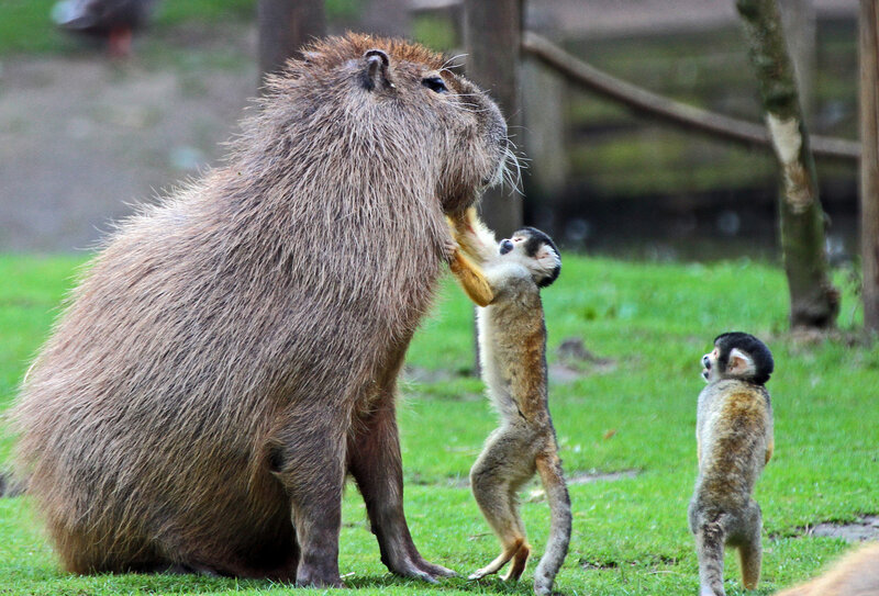 Capybara and Monkeys