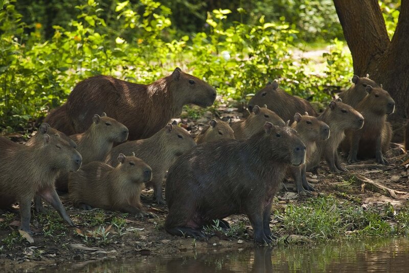 Capybara Family in Forest