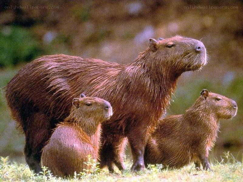 Capybara family in grass