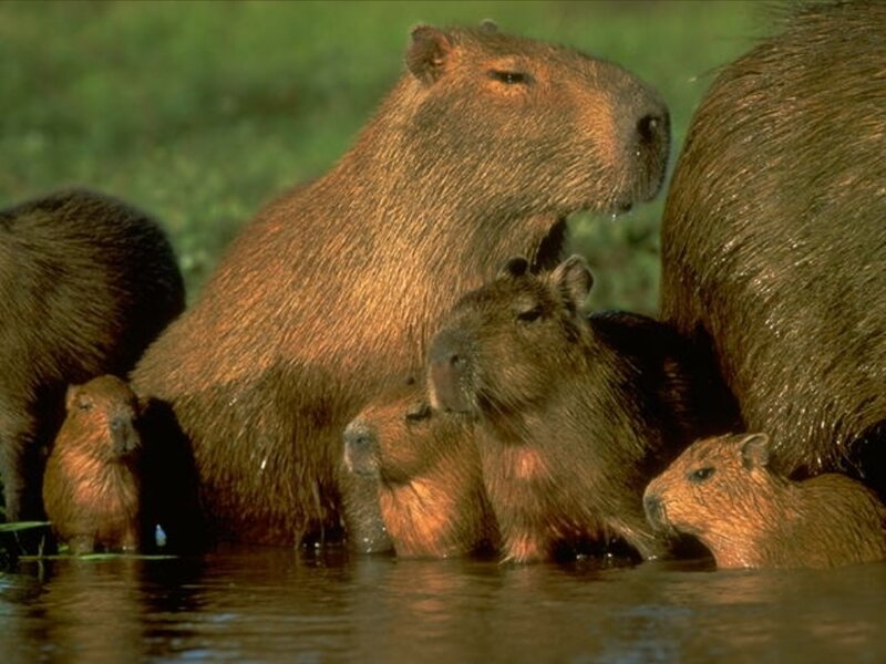 Capybara Family in Water