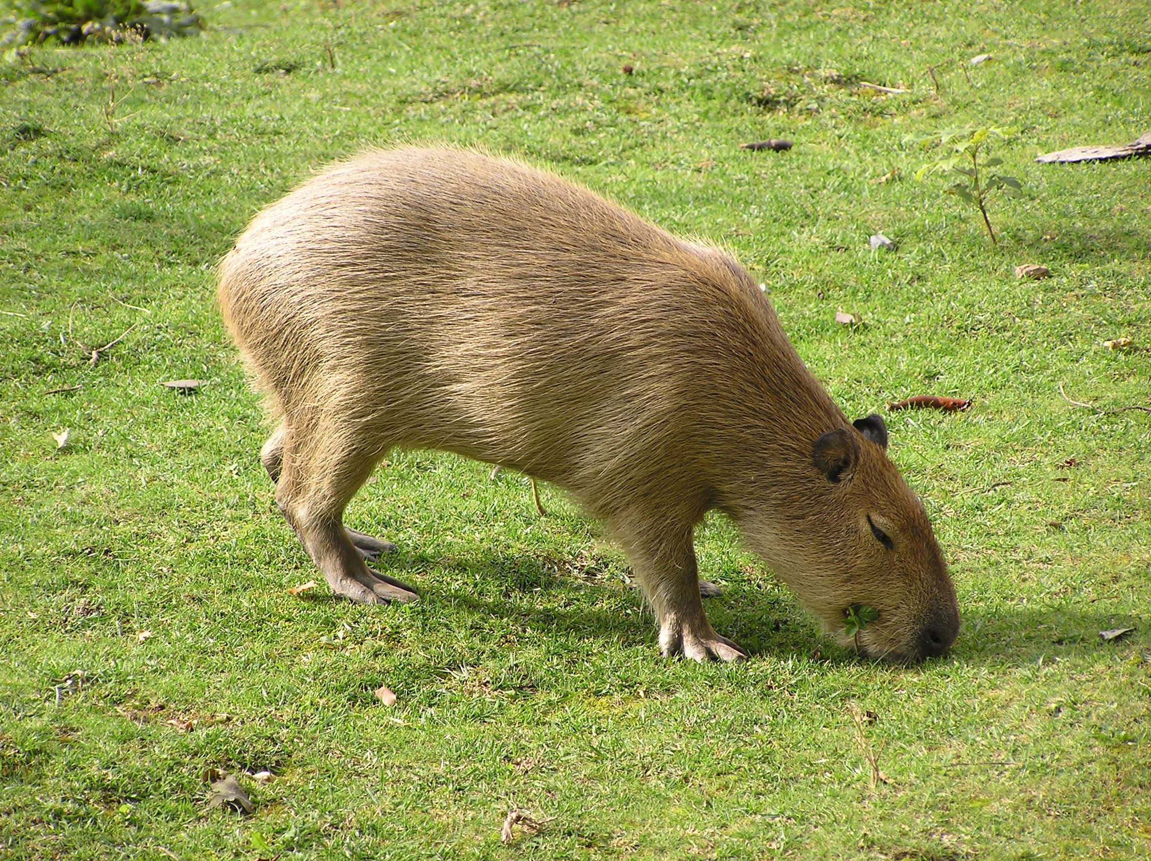 Capybara grazing in grass