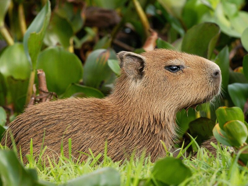 Capybara in Foliage