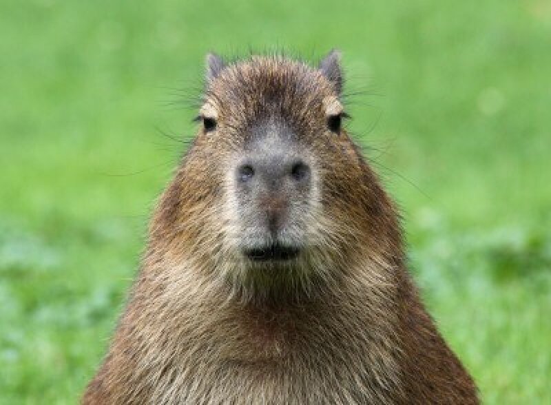 Capybara in Grass — Brown