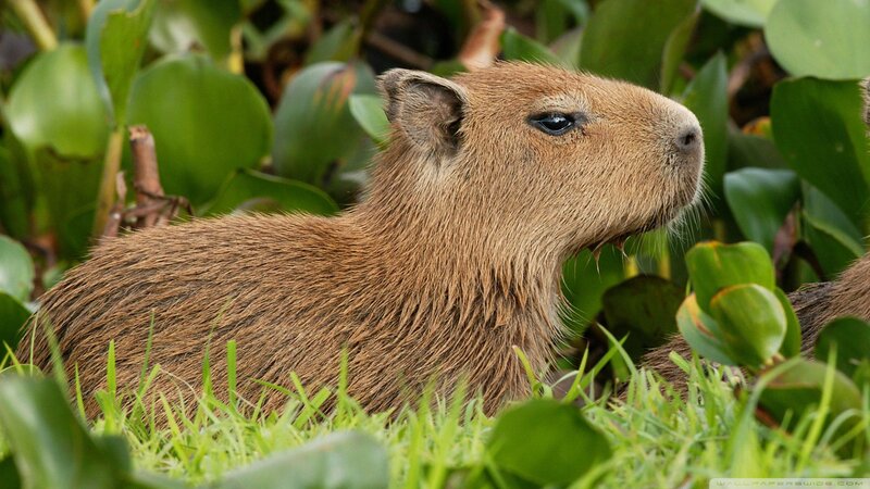 Capybara in Grass — Green