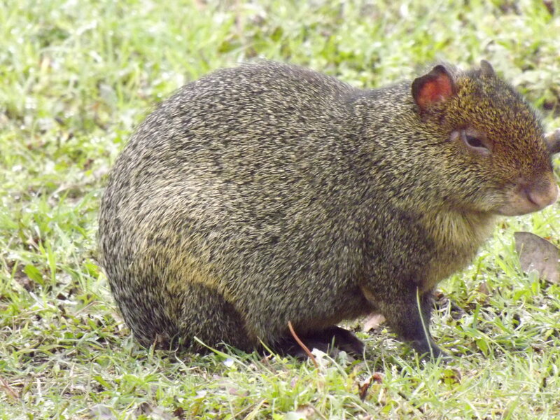 Capybara in Grass