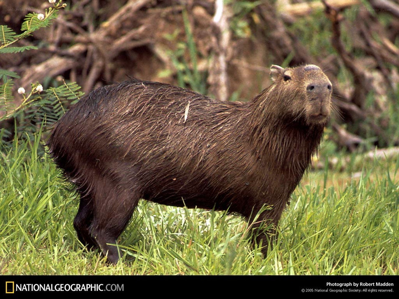 Capybara in grassy area