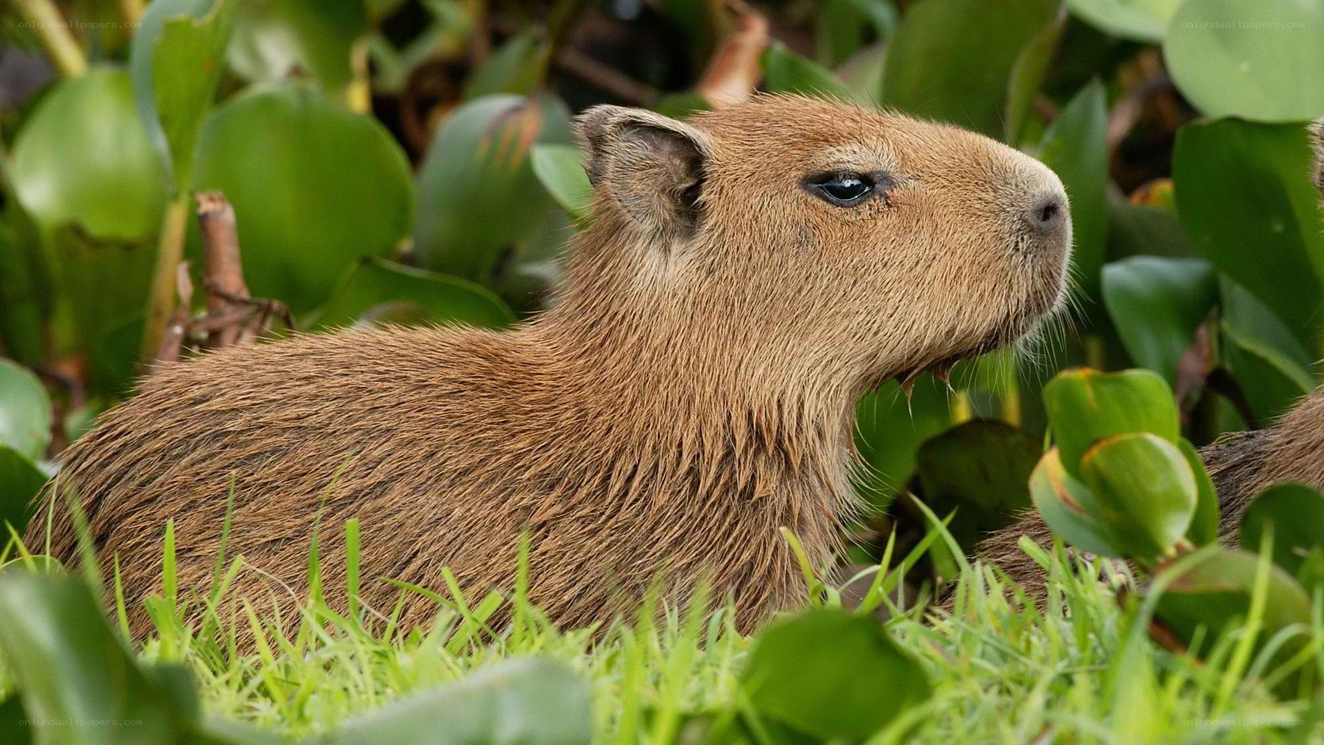 Capybara in green foliage