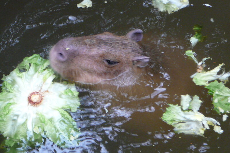 Capybara in Water
