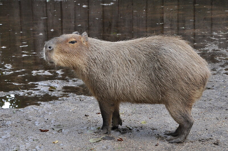 Capybara Standing on Mud