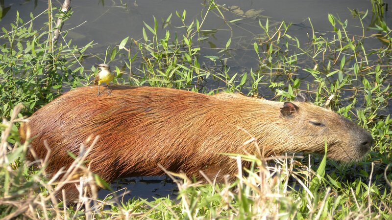 Capybara with bird on back