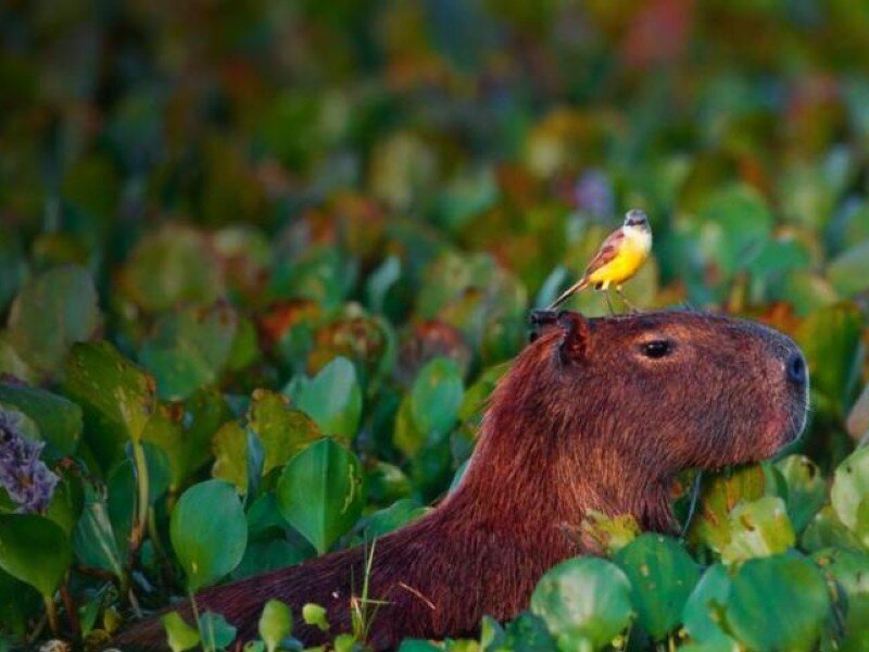Capybara with bird on head