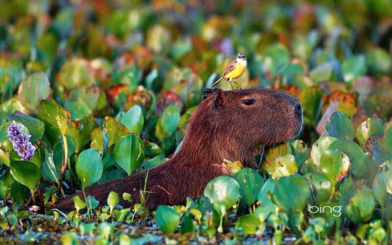 Capybara with Bird