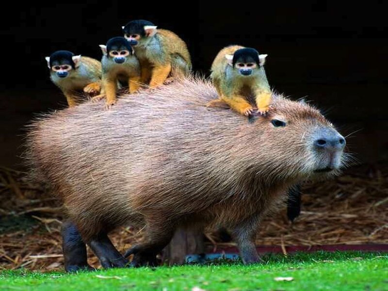 Capybara with Monkeys — Brown, Calm
