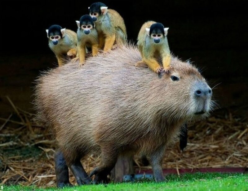 Capybara with Monkeys — Brown
