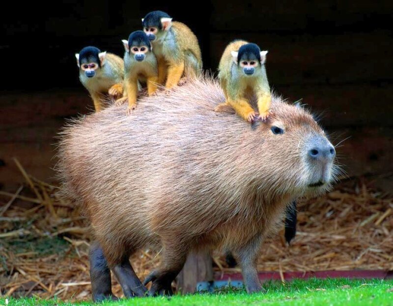 Capybara with Monkeys