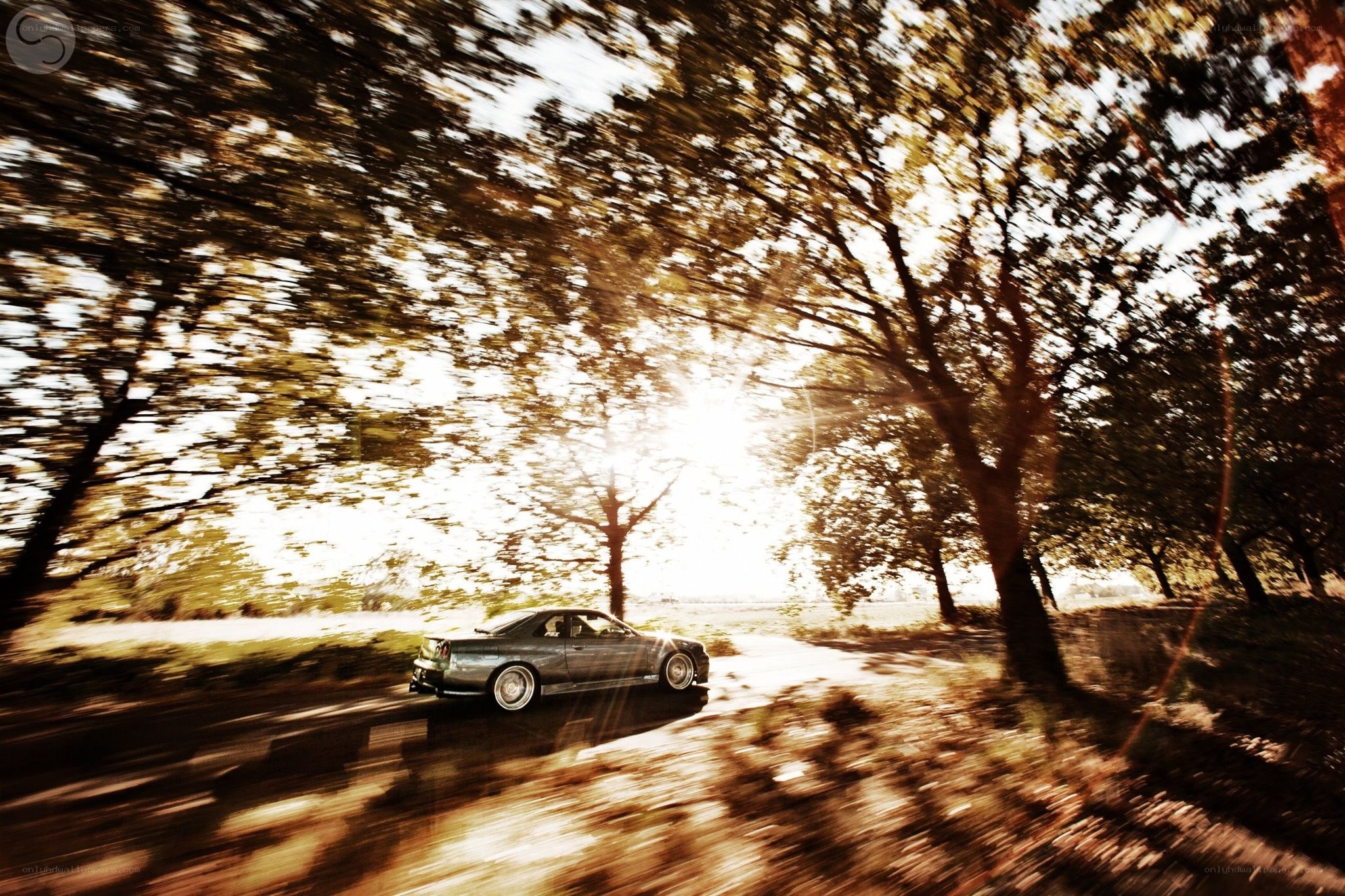 Car driving on a tree-lined road