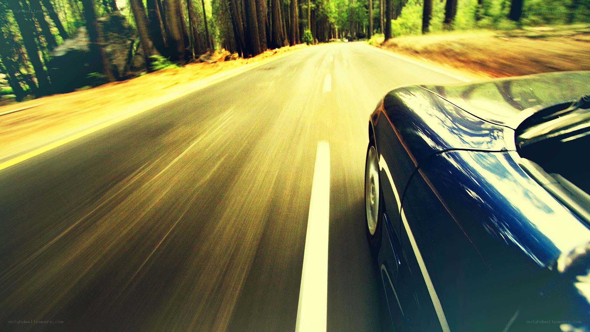 car driving on forest road