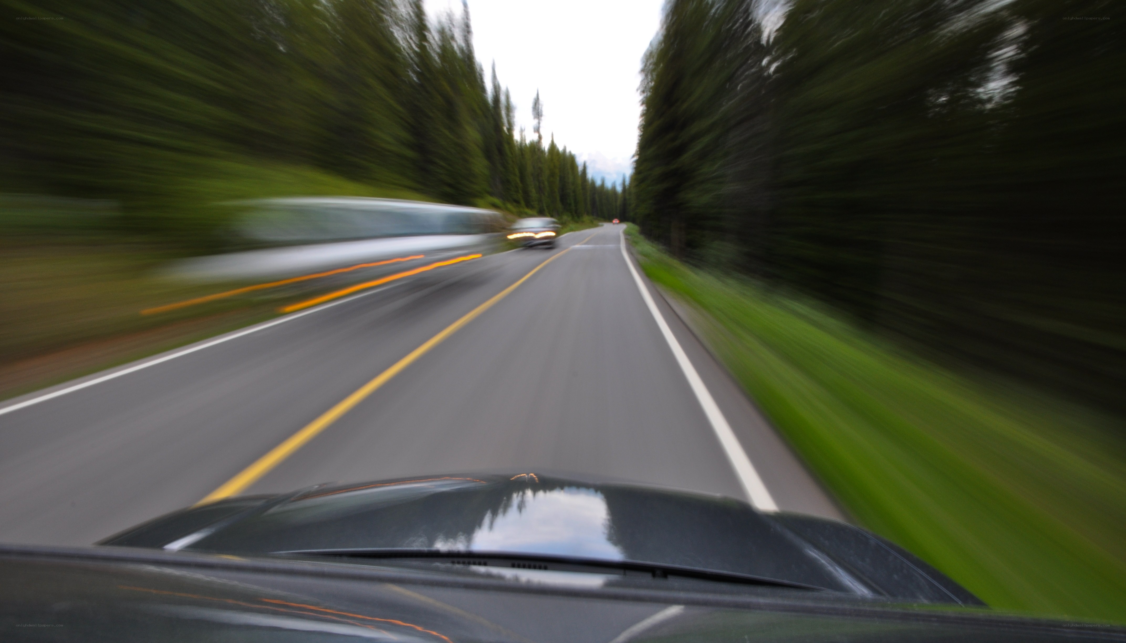 car driving on forest road