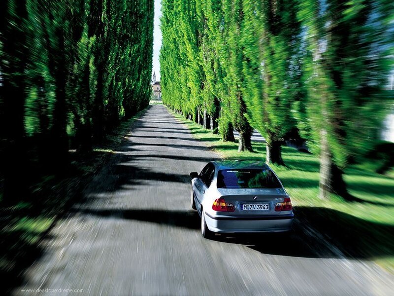 Car driving on tree-lined road
